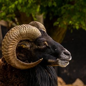Mouflon (Ovis gmelini)