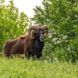 Mouflon (Ovis gmelini)