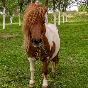 Pony