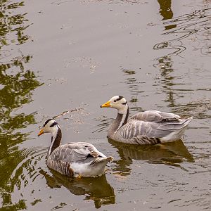 Bar-headed goose (Anser indicus)