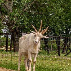 Four-horned goat