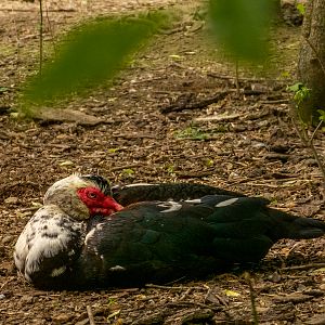 Domestic Muscovy duck