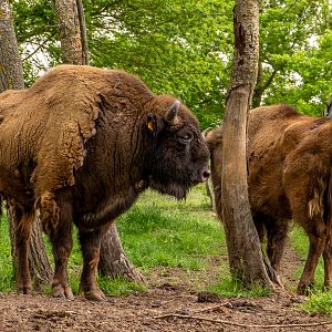 European bison (Bison bonasus)