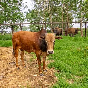 Miniature Zebu