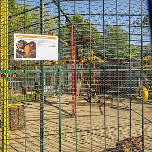 enclosure of capuchin monkey