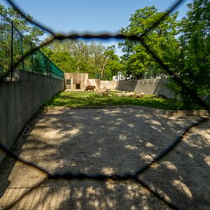 enclosure of brown bear