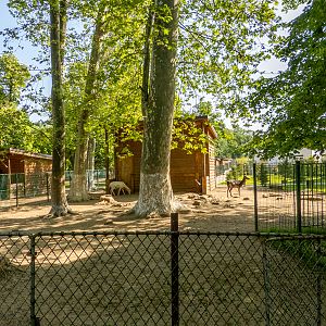 enclosure of fallow deer