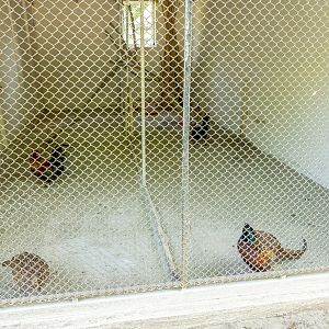 enclosure of pheasants