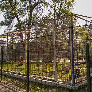 enclosure of crab-eating macaque