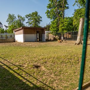 enclosure of carpathian red deer