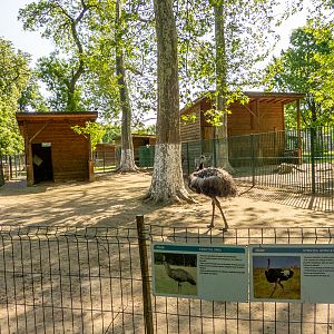 enclosure of Struthioniformes