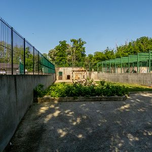 enclosure of lion #1