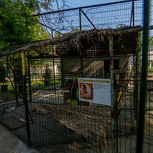 enclosure of guinea pig