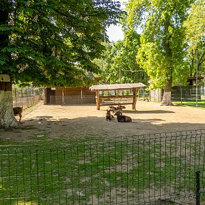 enclosure of mouflon