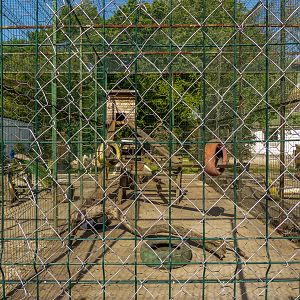 enclosure of peafowl #1