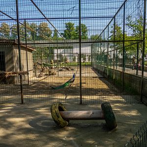 enclosure of peafowl #2