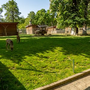 enclosure of roe deer