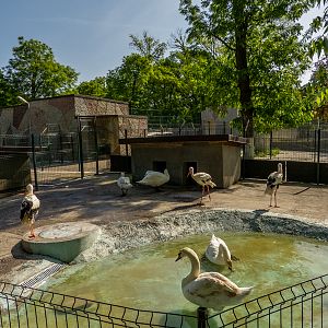 enclosure of storks and swans