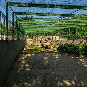 enclosure of tigers