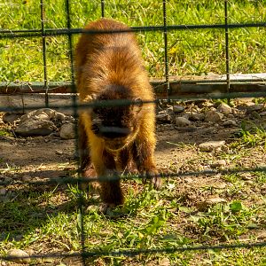 Tufted capuchin (Sapajus apella)