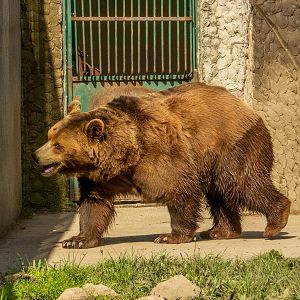 Brown bear (Ursus arctos)