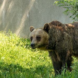 Brown bear (Ursus arctos)