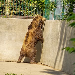Brown bear (Ursus arctos)