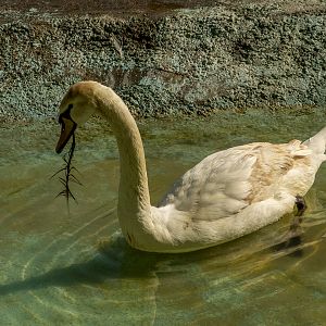 Mute swan (Cygnus olor)
