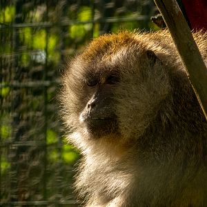 Crab-eating macaque (Macaca fascicularis)