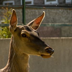 Carpathian red deer (Cervus elaphus)