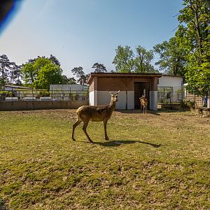Carpathian red deer (Cervus elaphus)