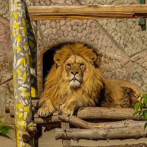 Lion (Panthera leo)