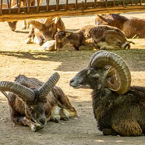 Mouflon (Ovis gmelini)