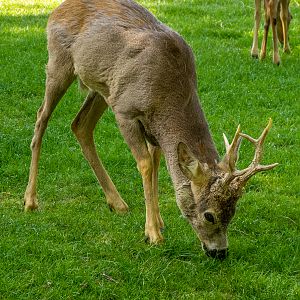 Roe deer (Capreolus capreolus)
