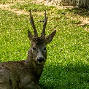 Roe deer (Capreolus capreolus)