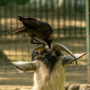Western jackdaw (Coloeus monedula)