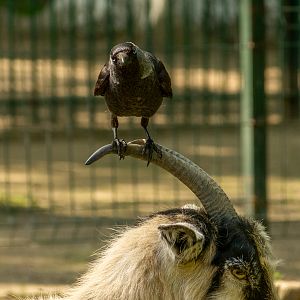 Western jackdaw (Coloeus monedula)