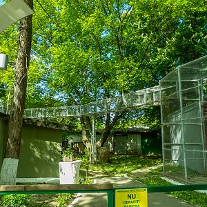 enclosure of Barbary macaque