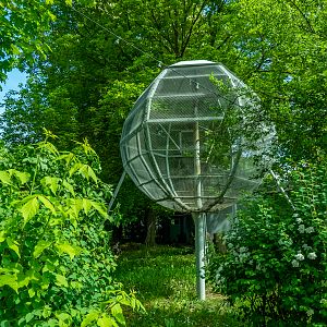 enclosure of Barbary macaque