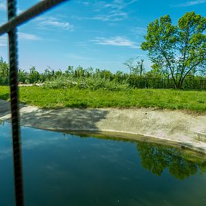 enclosure of brown bear