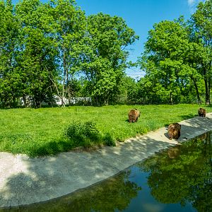 enclosure of brown bear
