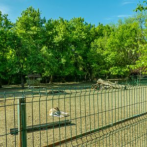 enclosure of fallow deer