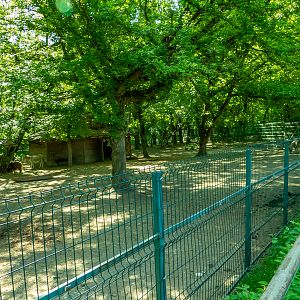 enclosure of emu, pony, alpaca