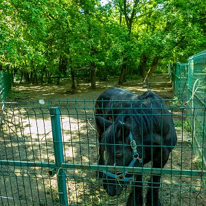 enclosure of Frizian