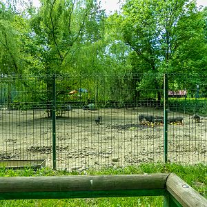 enclosure of collared peccary