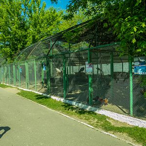 pheasantry incl. chicken