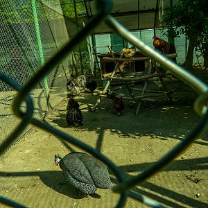 pheasantry incl. chicken