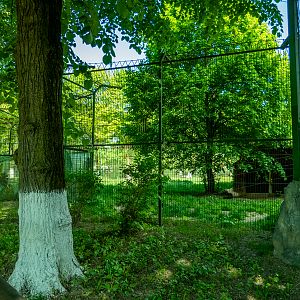 enclosure of siberian tiger