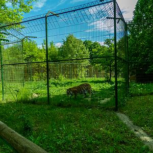 enclosure of siberian tiger