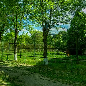 enclosure of siberian tiger